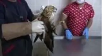 Yaralı şahin tedavisinin ardından doğaya bırakıldı