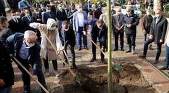 Yürüyüş yolunda 22 Çınar toprakla buluştu