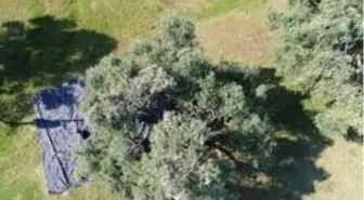 Aydın'da memecik türü zeytinlerde hasat sezonu başladı