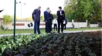 Battalgazi'de belediyeden süs bitkisi üretimi