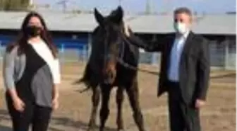 İzmir Atlı Polis Eğitim Merkezi'nin yeni üyesi 'Enzo'