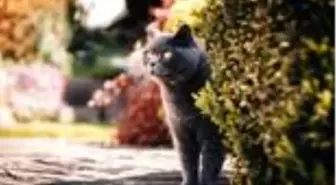 British Shorthair nedir, kedi türleri nelerdir? British Shorthair kedisinin özellikleri nelerdir? British Shorthair kedisi hakkında tüm bilgiler!