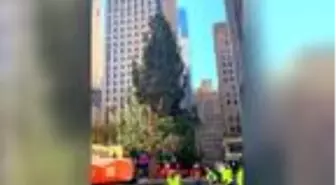Rockefeller Center'a konulacak Noel ağacı 88'inci kez ışıklandırılacak