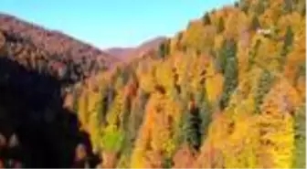 Türkiye'nin en büyük blok ormanlarını barından Yenice'de sonbahar güzelliği