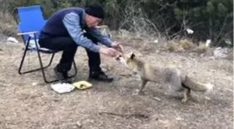 Ormanda bulduğu anneleri ölen yavru tilkileri, her gün eliyle besliyor