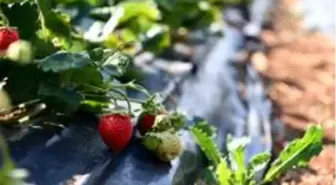 Isparta tarımının çilek yetiştiriciliği hedefi