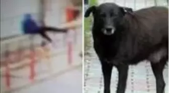 Köpekten kaçan 15 yaşındaki çocuk 6 metre yükseklikten böyle düştü