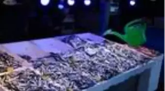 Karadeniz soğudu, hamsi daha da lezzetlendi