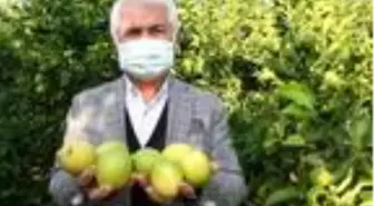 Mersin'de yatak limon hasadı başladı