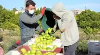 Tescilli Lamas limonu hasadı bereket duası ile başladı