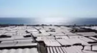 Muz üreticileri devlet desteklerinden memnun