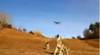 Çoban köpeği, dronu havada parçaladı