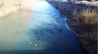 Yaban ördekleri Çoruh Nehri'ni mesken tuttu