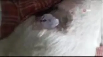 Çoban köpeğini tüfekle vurdular