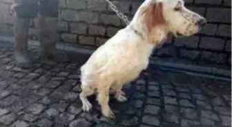 Yaralı köpekler sağlıklarına kavuştu