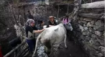 Kara kazanda sular bu kez 'inekler' için ısıtıldı