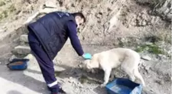 Sokağa çıkma yasağında da can dostlar unutulmadı