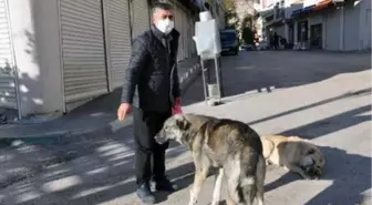 Derik'te kısıtlamada sokak hayvanlarını esnaf besledi