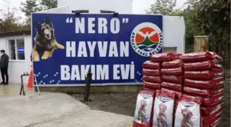 Öldürülen kurt köpeği Nero'nun adının verildiği hayvan bakımevi açıldı