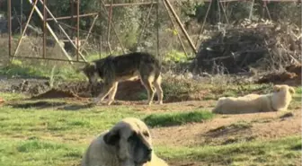 Göktürk'te başıboş köpek korkusu