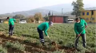 Korona virüsün düşmanı kekik kışa hazırlanıyor