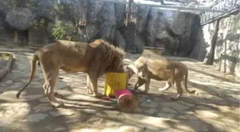 Beyaz aslana doğum günü sürprizi