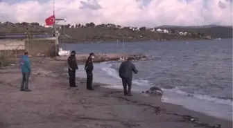 Bodrum'da ölü caretta caretta sahile vurdu