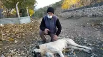 Harmanlı'da köpekler zehirleniyor iddiası