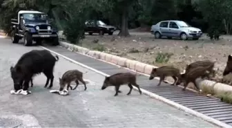 Marmarisliler şehre inen domuzlardan tedirgin