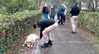 'Sokak köpekleri uyuşturucu iğneyle telef edildi' iddiası