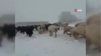 Kar altında doğan kuzuları araçla taşıdılar