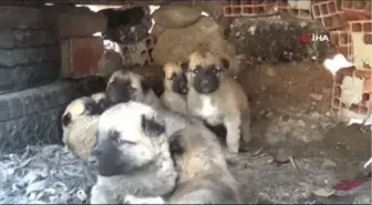 Kısıtlama hayvan sevgisine engel olamadı