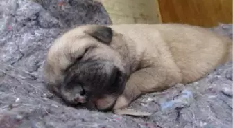 Kulübesi yakılan köpek ve yavrusunun yeni yuvaları da çalındı