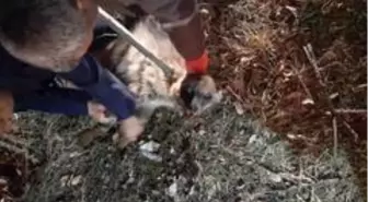 Otomobilin çarptığı çizgili sırtlan yaralandı