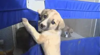 Pendik'te ölüme terk edilen yavru köpekleri bulan hayvansever konuştu