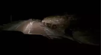 Sivas'ta domuz sürüsü görüntülendi