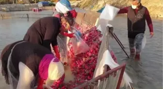 Turp yıkayan işçiler AA'nın 'Yılın Fotoğrafları' oylamasına katıldı