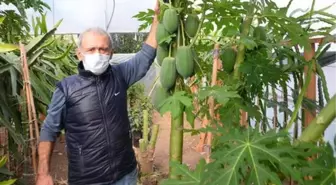 Bahçesinde yetiştirdiği papaya meyvesinden sezonda 45 bin TL gelir elde ediyor