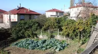 Bartın'da 45 aile bahçelerinde mandalina, limon ve portakal yetiştiriyor