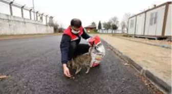 Başiskele'de sokağa çıkma yasağında sokak hayvanları unutulmadı