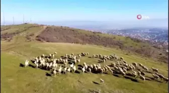 Doğaseverlerin uğrak yeri olan Kırcaali Yaylası, kısıtlamalarda diğer canlılara hayat oluyor