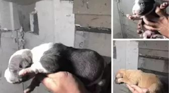 Yasak ırk köpekleri satmaya çalışan kişiye 38 bin lira ceza