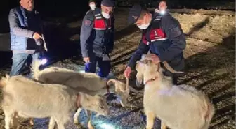 Eskişehir'de ağıldan kaçan keçileri jandarma ekipleri buldu