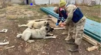 Sokağa çıkma kısıtlamasında jandarma ve polis ekmeğini sokak hayvanlarıyla paylaştı