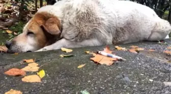 Uyuşturucu iğneyle öldürülen köpeklerin suçlusu belediye personeli çıktı! Çalışanlar açığa alındı