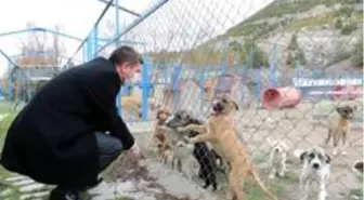 Burdur'da sokak köpeğinin katledildiği iddiasına yalanlama