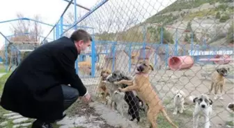 Burdur'da sokak köpeklerinin öldürüldüğü iddiası