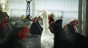 Dünya Hayvan Sağlığı Örgütü tek tek saydı! İşte koronavirüs bulaştıran hayvanlar