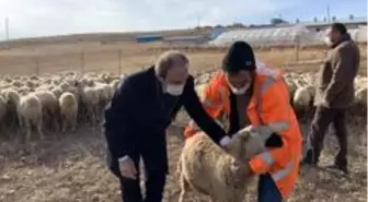 Bayburt'ta çiftçiler küçükbaş hayvanlarını teslim almaya devam ediyor