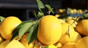 Okaliptüs ve limon yağının Kovid-19' karşı koruyuculuğu kanıtlandı